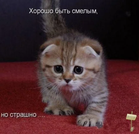 хорошо быть смелым но страшно.webp