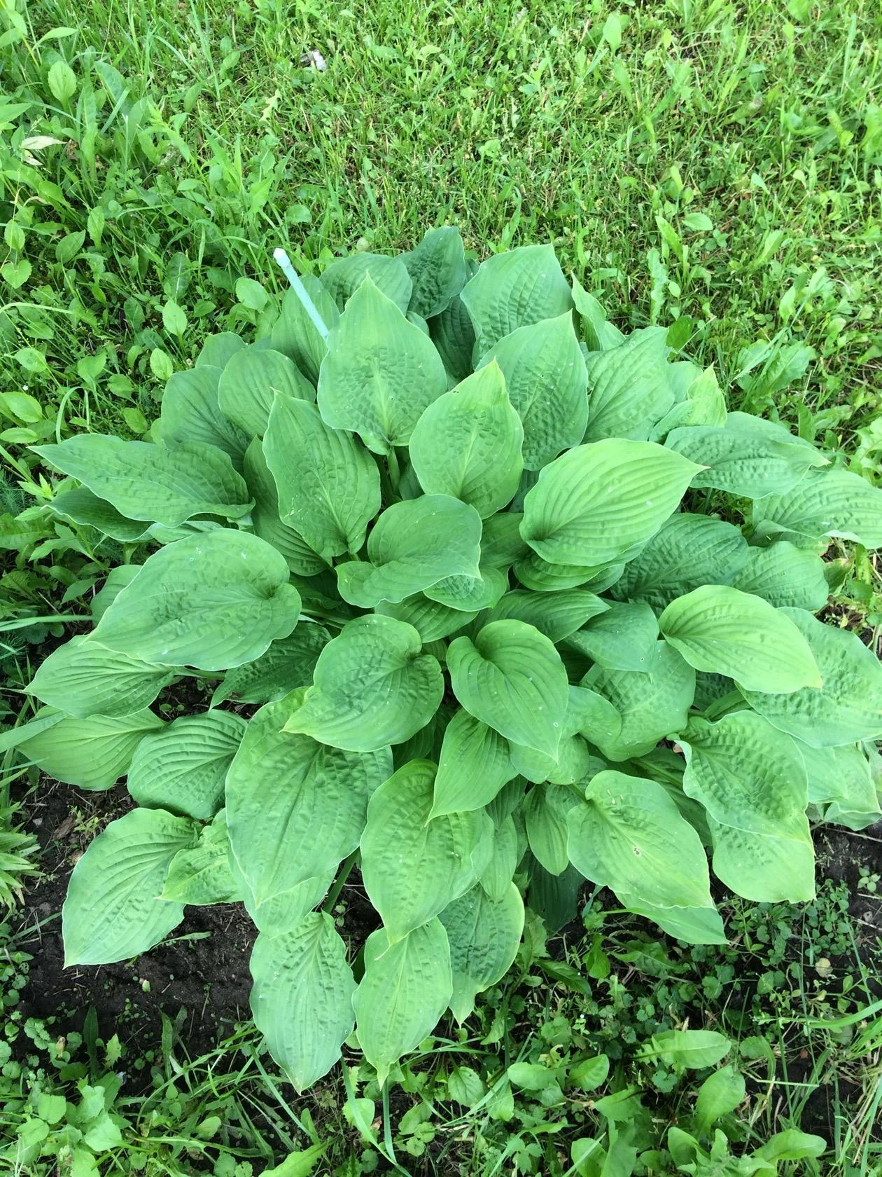 хоста 1.07.17.webp