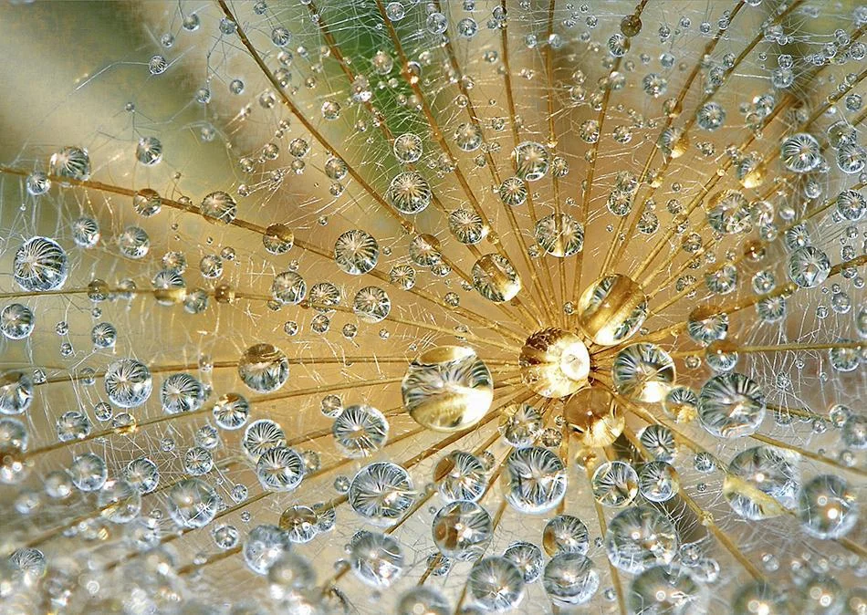 Хрустальная роса.webp