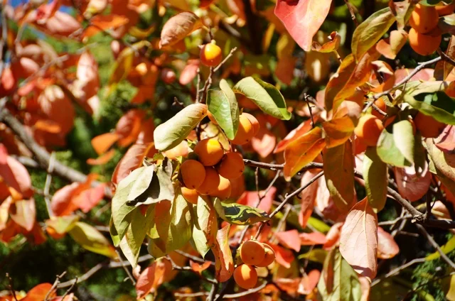 хурма2 чат.webp