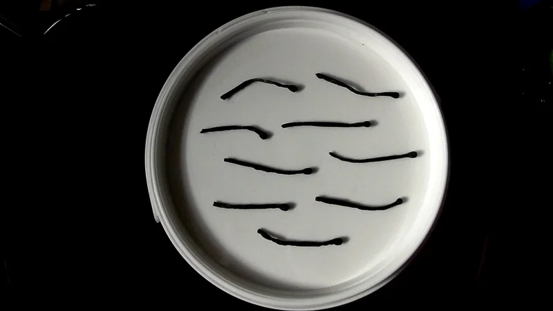 Y-хромосома. Будет мальчик!.webp