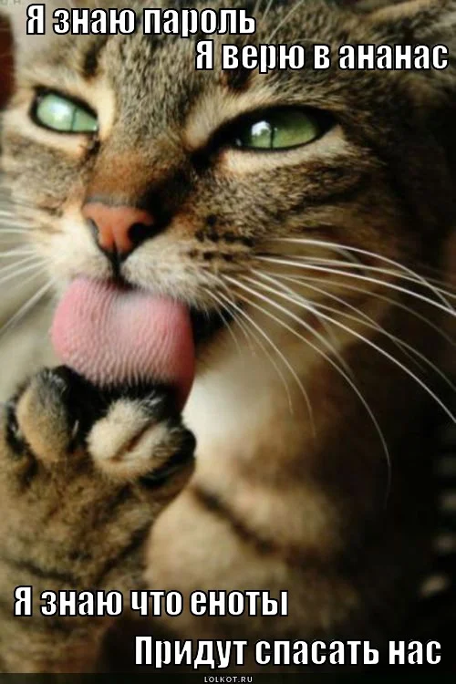ya-znayu-parol-ya-veryu-v-ananas-ya-znayu-chto-yenoty-pridut-spasat-nas_1363759093.webp