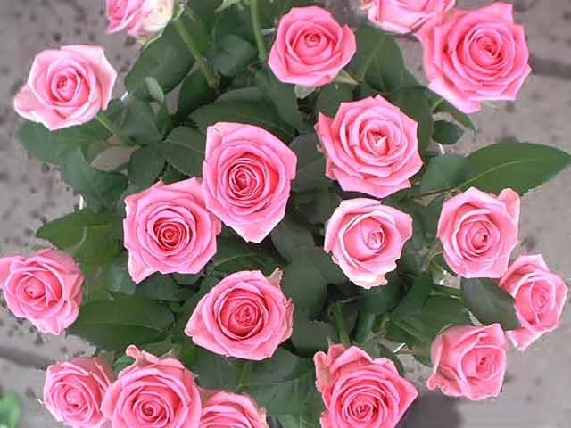 yaz01.webp