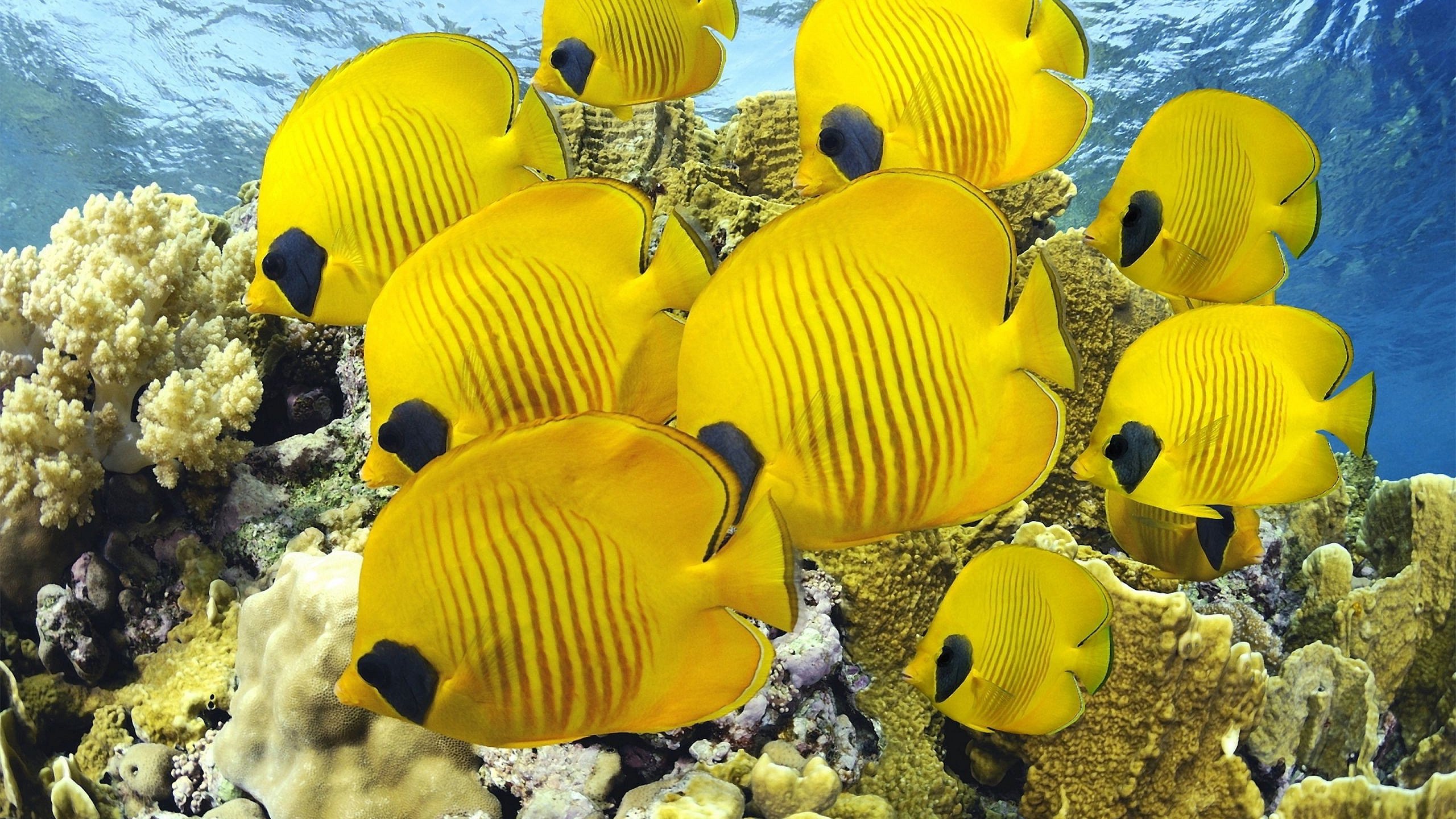 yellow-fish-butterfly-wallpaper-wallpapers.jpg