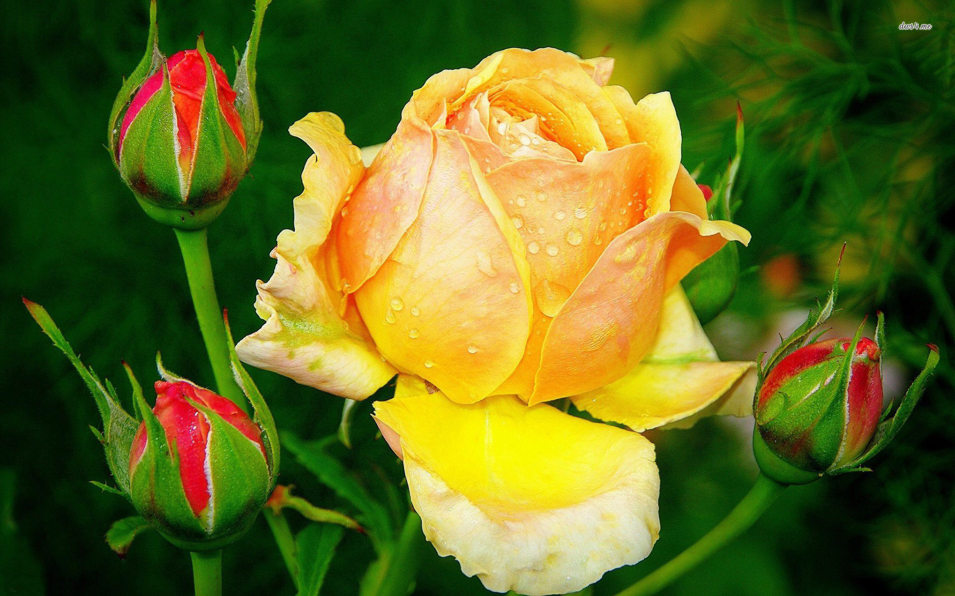 yellow-rose-flowers-wallpapers-hd-images-3.jpg