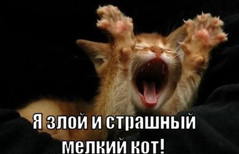 yu-zloj-i-strashnyj-melkij-kot-open.webp