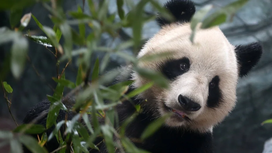 загруженное (1).webp