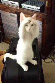 загруженное (19).webp