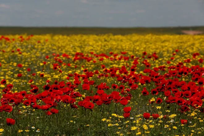 загружено (1).webp