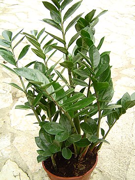 Zamioculcas_zamiifolia_1.jpg