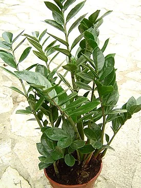 Zamioculcas_zamiifolia_1.webp