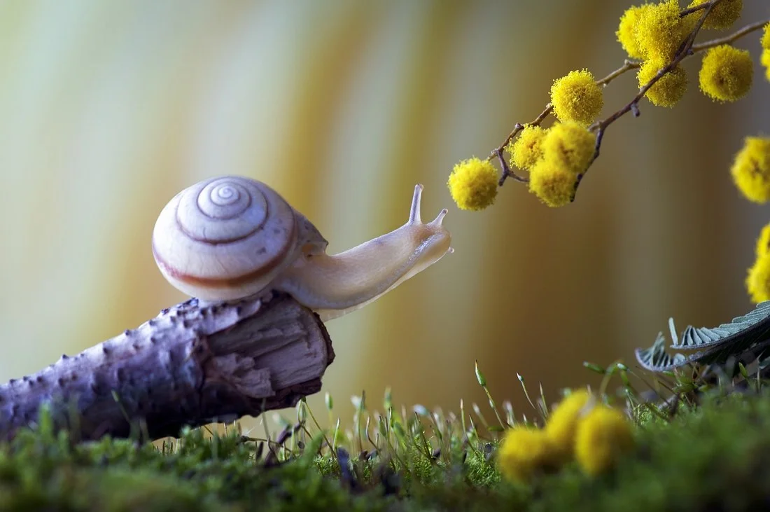 запахло весной.webp