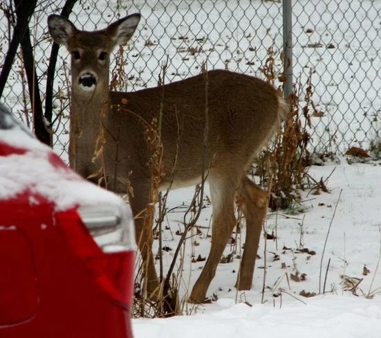 зашёл в гости.webp