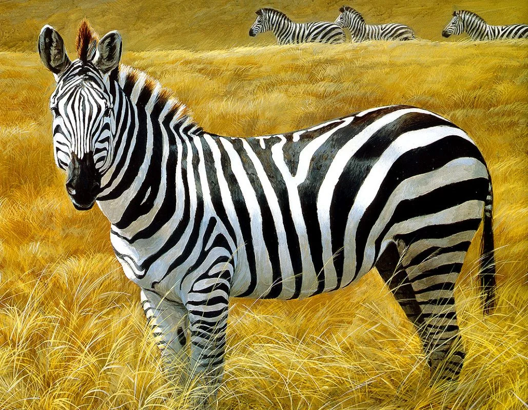 zebra.webp