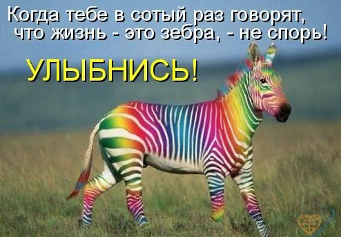 zebra.webp