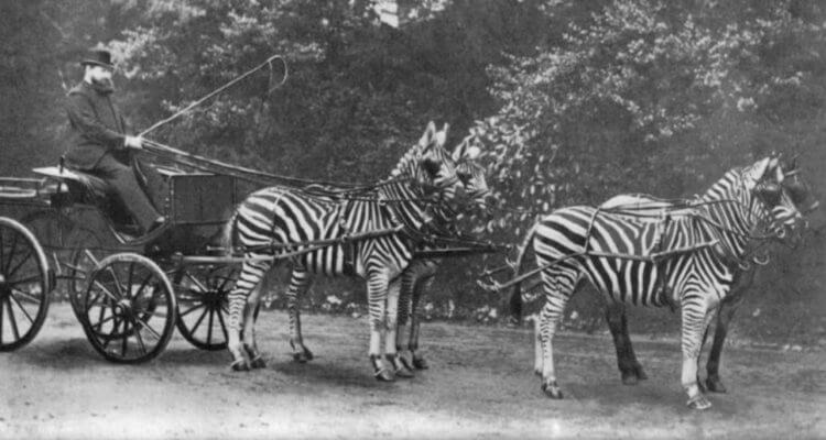 zebra_horse_image_four-750x400.jpg