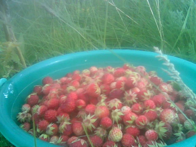 Земляника 13 июля 2008.webp