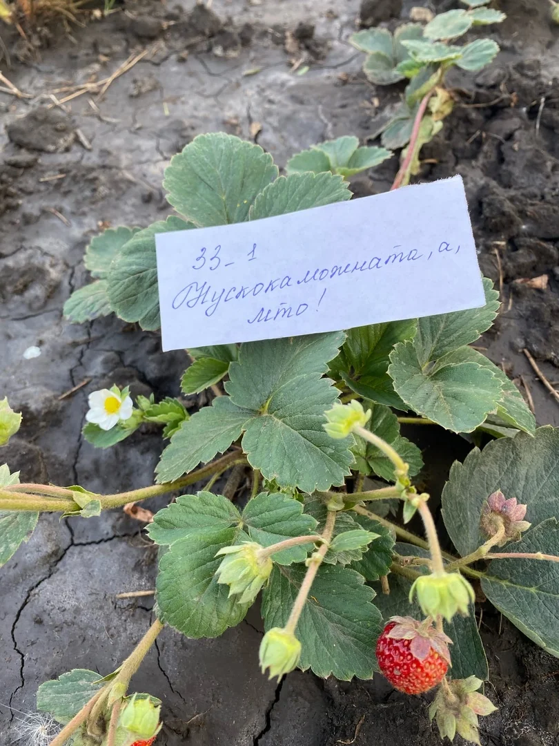 земляника.webp