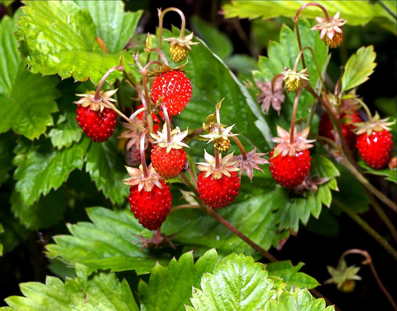 земляника.webp