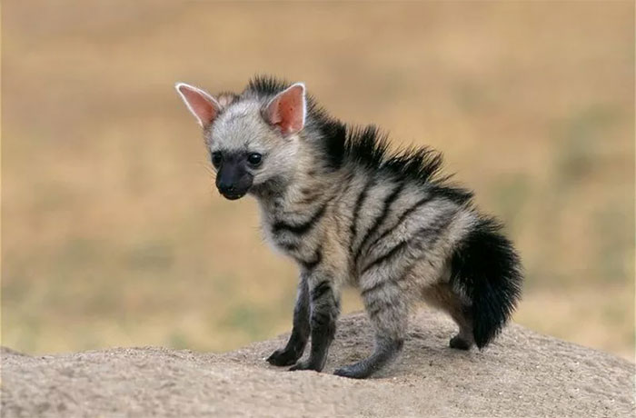 земляной-волк-Aardwolf-волк-маленький-4327371.jpeg