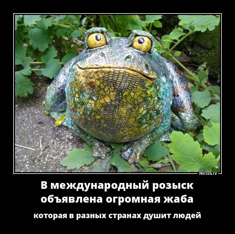 жаба.webp