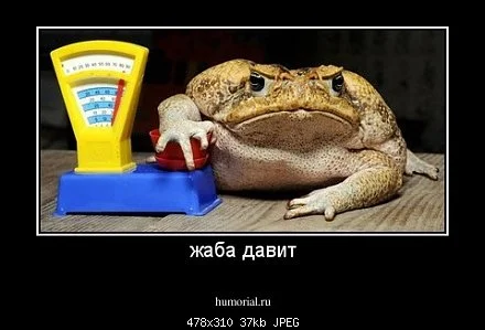 жаба24843.webp