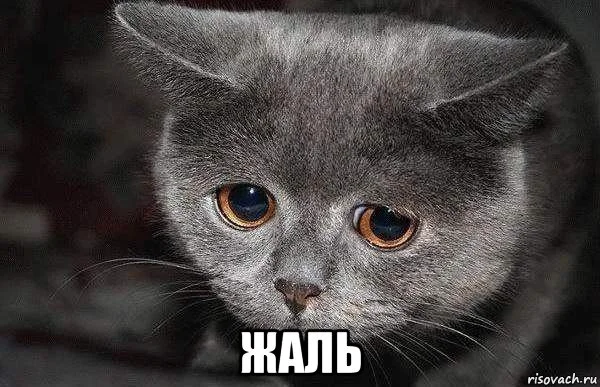 жаль.webp