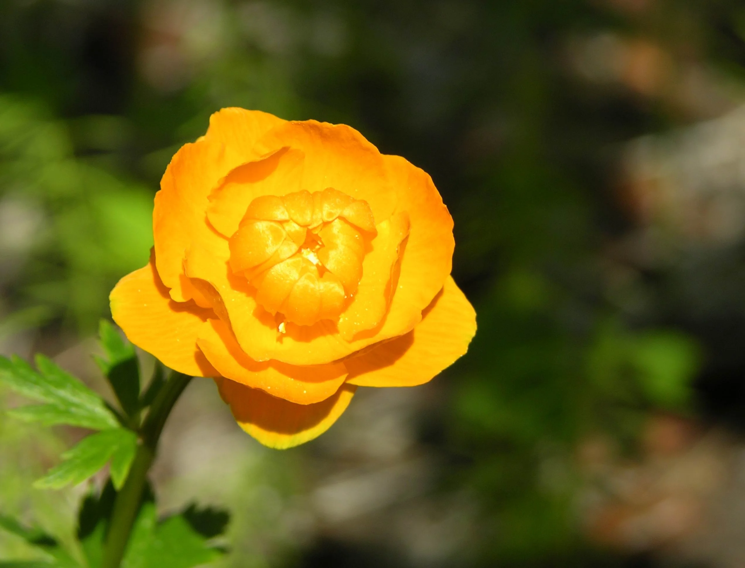 Жарок снова хорош_фр.webp