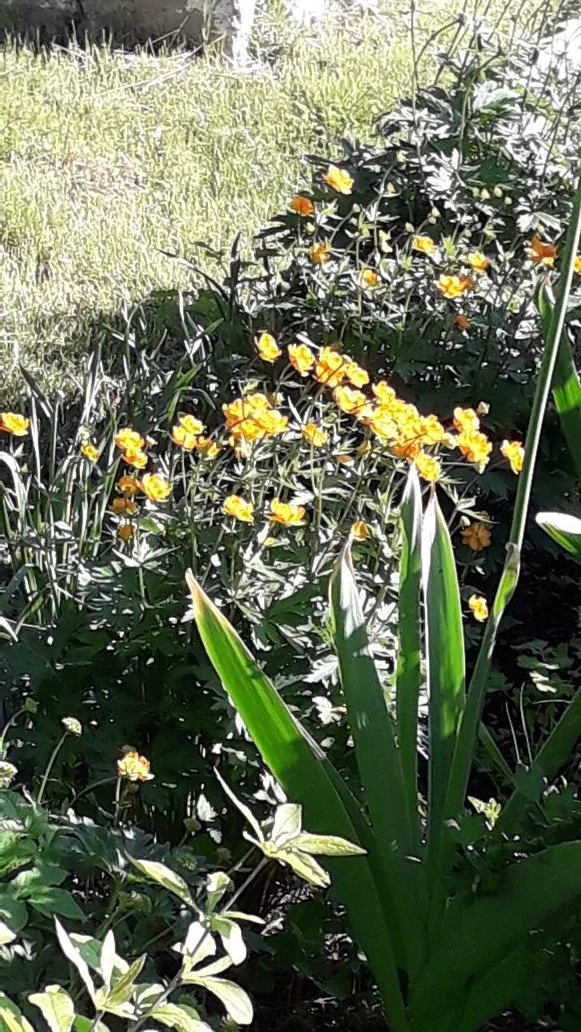 желтые цв.jpg