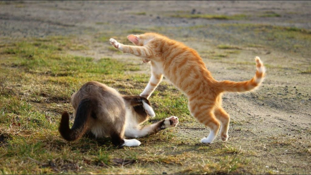 zhestkie-draki-kotov-cats-fight-1024x576.jpg