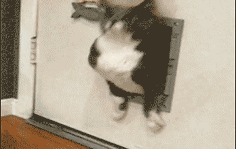 Жирный кот.gif