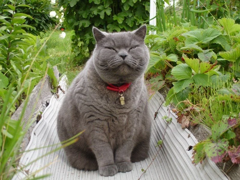 жирный кот.webp