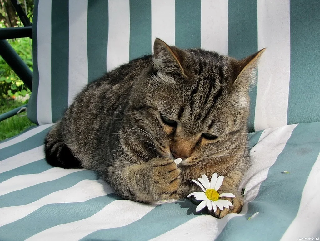 zhivotnye_kot_cvety_16654.webp