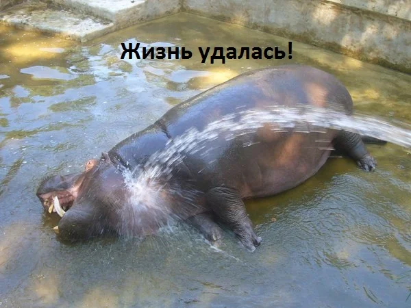 жизнь удалась.webp