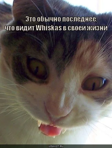 zhizn-whiskas_1273982241.webp