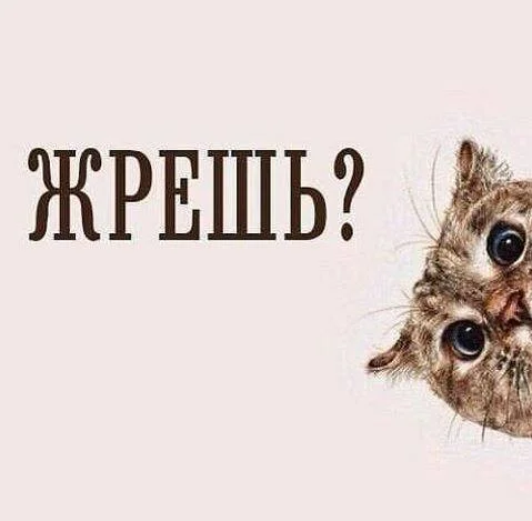 жрешь.webp
