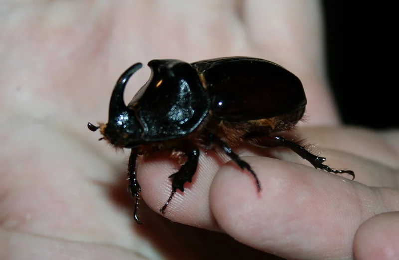 Жук-носорог.webp