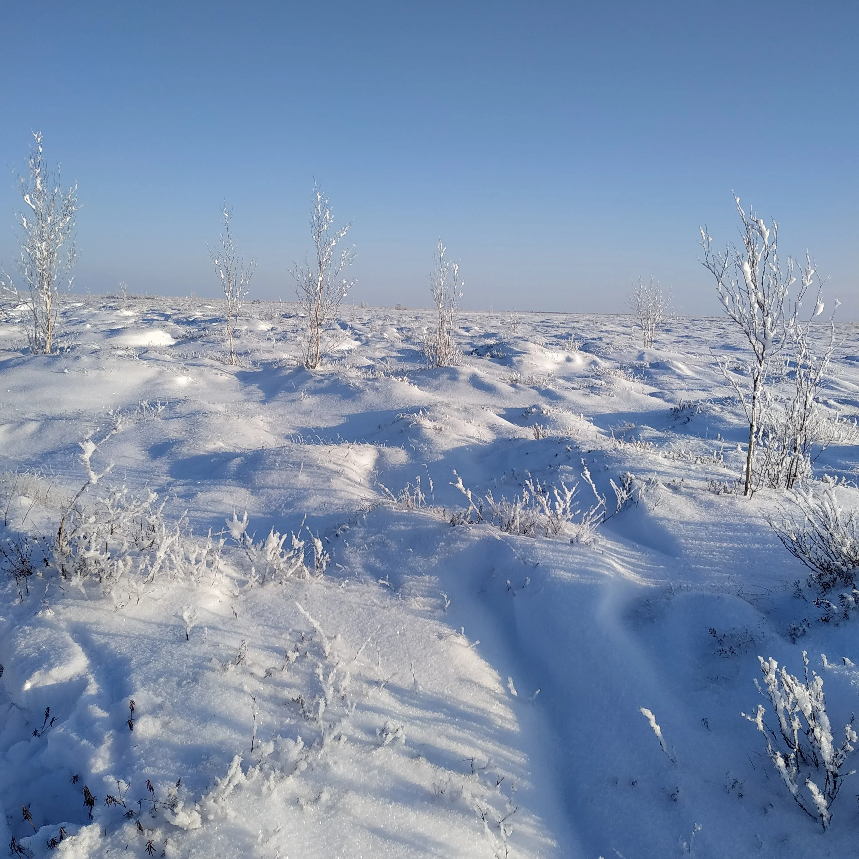 зима в тундре.JPG