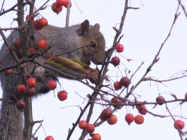 зимние ягодки.webp