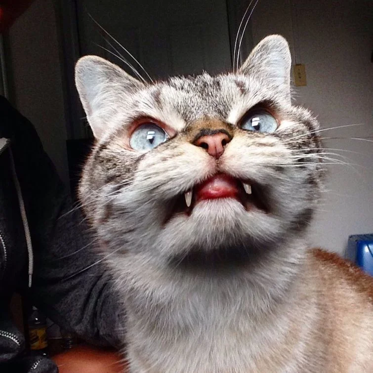 злой кот.webp