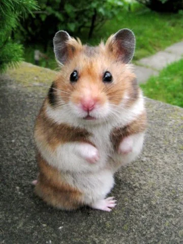 Золотистый_хомячок.webp