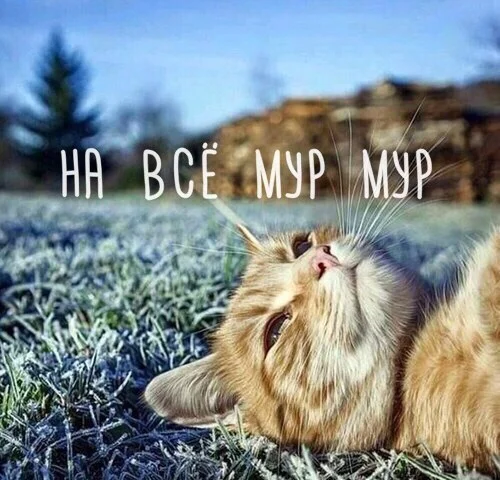 zqn2Gmi52qg.webp