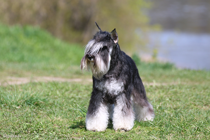 zwergschnauzer13.jpg