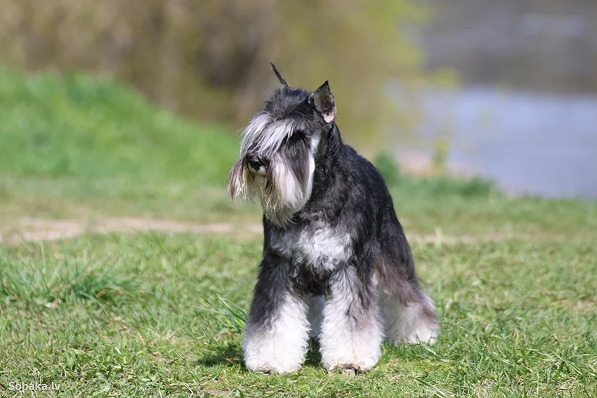 zwergschnauzer13.webp
