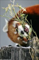 red_panda_15.jpg