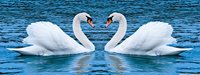 www.GetBg.net_Animals_Birds_Two_swans_035487_.jpg