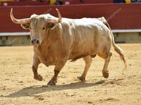 depositphotos_221580442-stock-photo-white-bull-spain-running-bullring.jpg