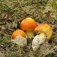 amanita_caesarea_bh8243.jpg