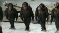 PHOTOSHOPGreatdancingchimps-1.gif