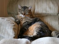 Animals___Cats__fat_cat_043905_9.jpg